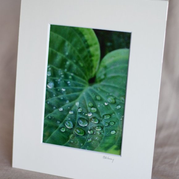 "Hosta Leaf" 5x7 Photography Print - Picture 2 of 3